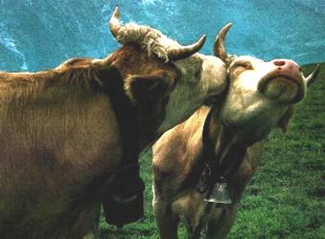 Amor entre Vacas